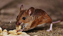 24 Hour & Emergency Exterminators in Mount Mourne, NC